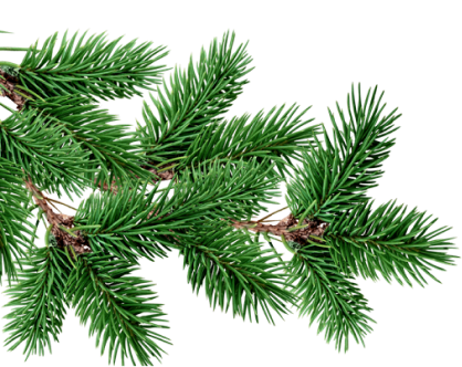 Spruce